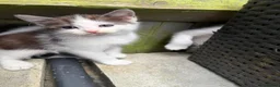Mixed Breed cats for sale: Beautiful kittens for sale  - Advert 4