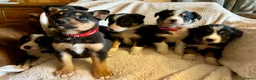 Border Collie dogs for sale: Border collies ready now  - Advert 2