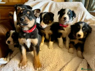 Border Collie dogs Border collies ready now - Advert 1