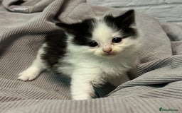 Mixed Breed cats for sale: READY TO GO 🫶 Three beautiful kittens left 🫶 - Image 11