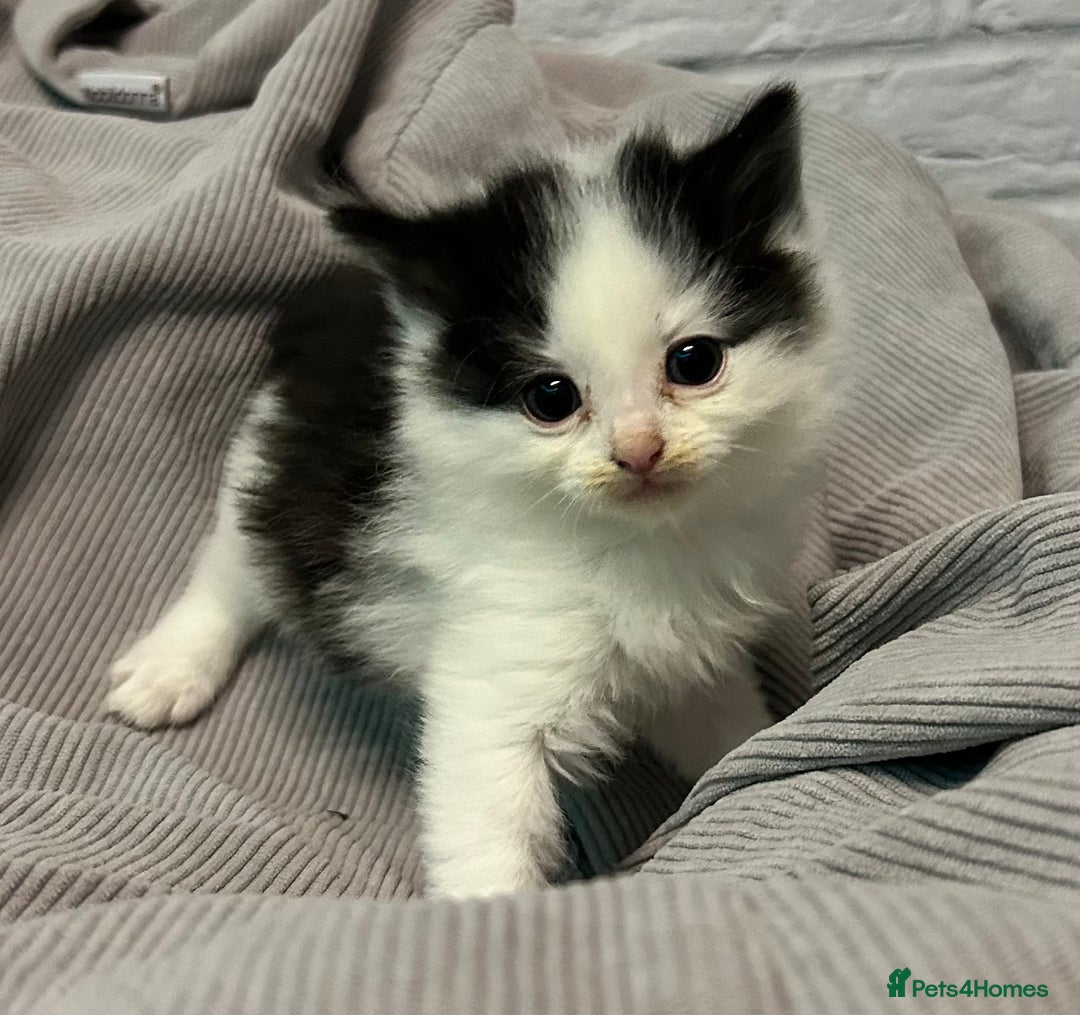 Mixed Breed cats for sale: READY TO GO 🫶 Three beautiful kittens left 🫶 - Image 11