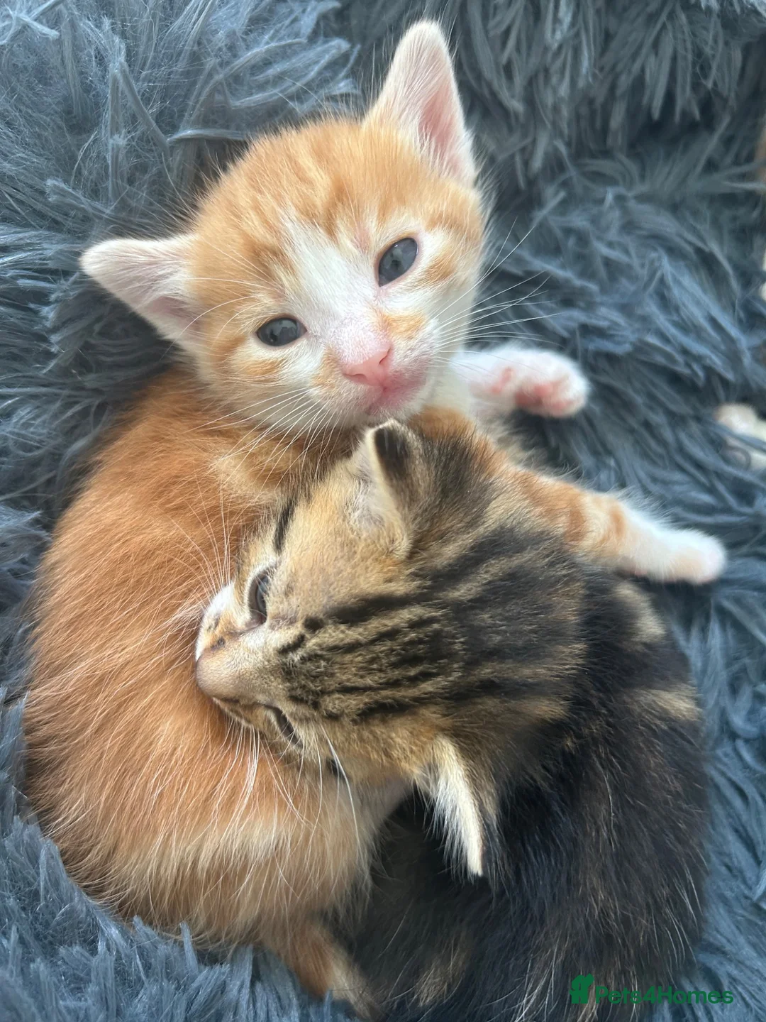 Domestic Shorthair cats for sale: Kittens - Advert 2