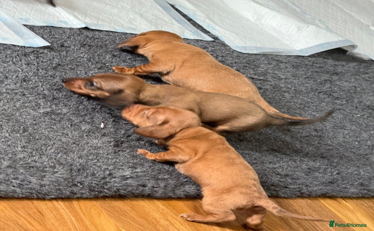 Miniature Dachshund dogs - Advert 1