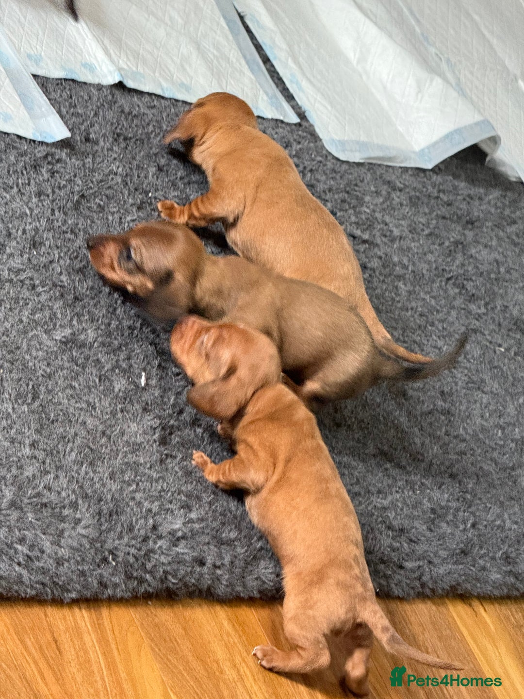 Miniature Dachshund dogs for sale: Miniature dachshund  - Image 1