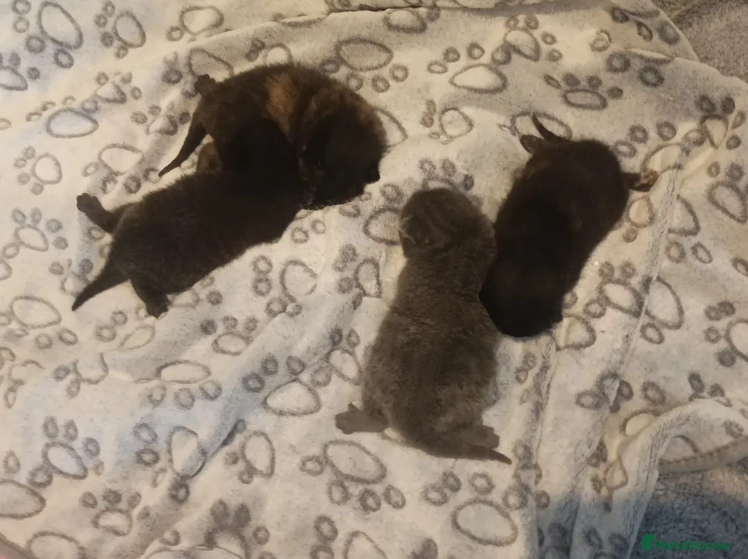 Mixed Breed cats for sale: Gorgeous tortoise Shell kittens - Advert 19