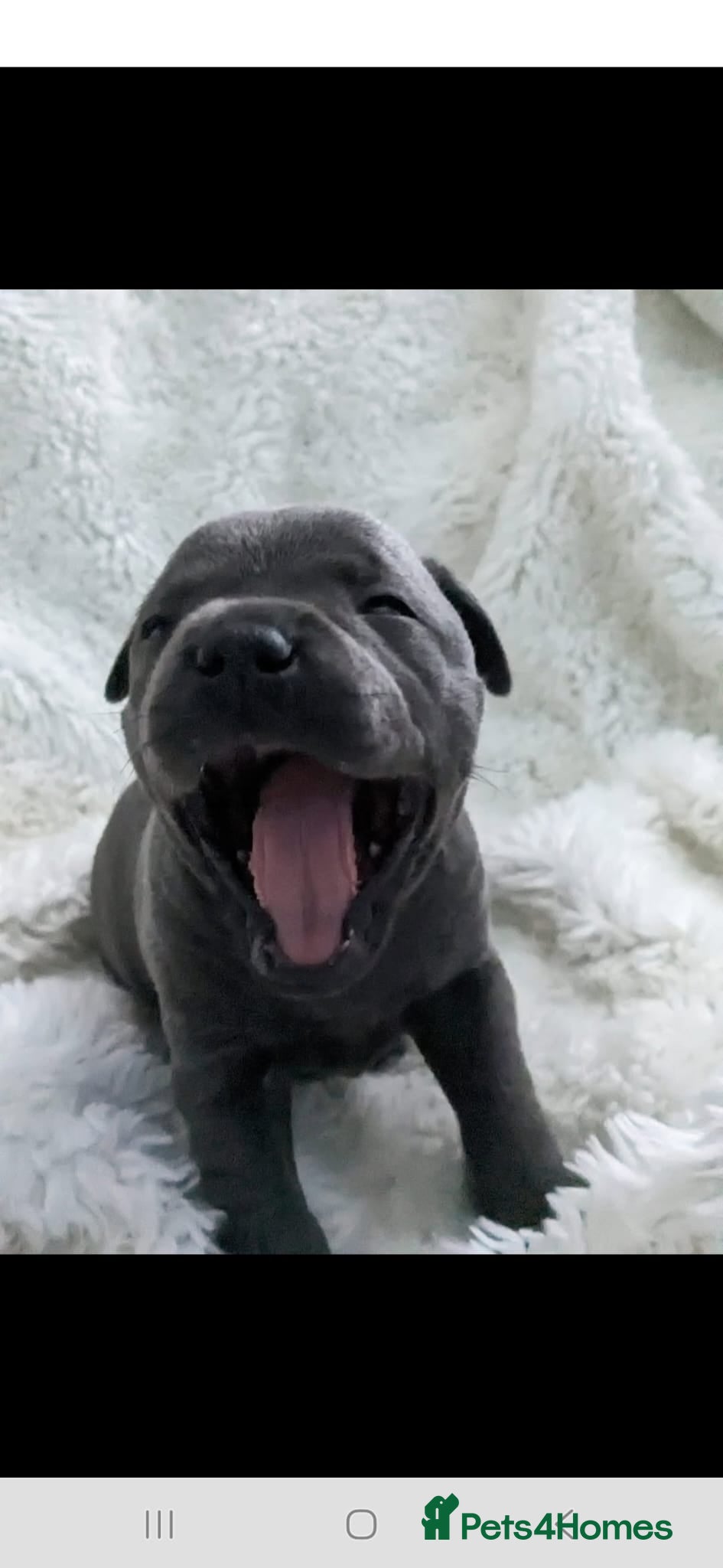 Staffordshire Bull Terrier dogs Bullscaff blues - Advert 2