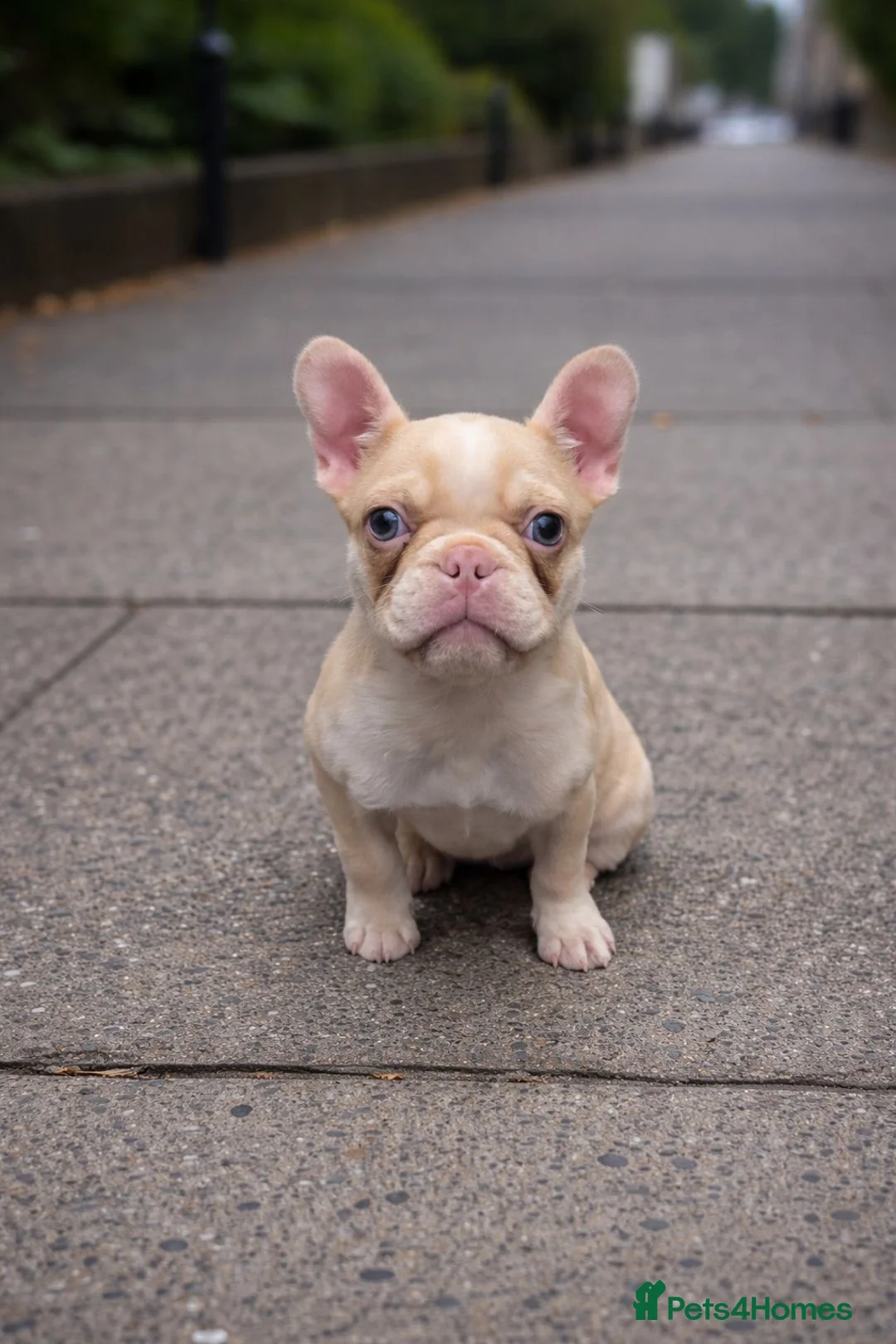 French Bulldog dogs for sale: THIS BEAUTY NEEDS A NEW HOME  - Advert 1