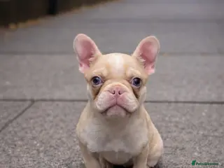 French Bulldog dogs THIS BEAUTY NEEDS A NEW HOME - Advert 1