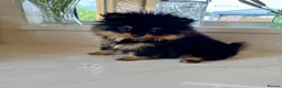 Pomeranian dogs for sale: Tiny Russian Teddy Pomeranians  - Advert 2