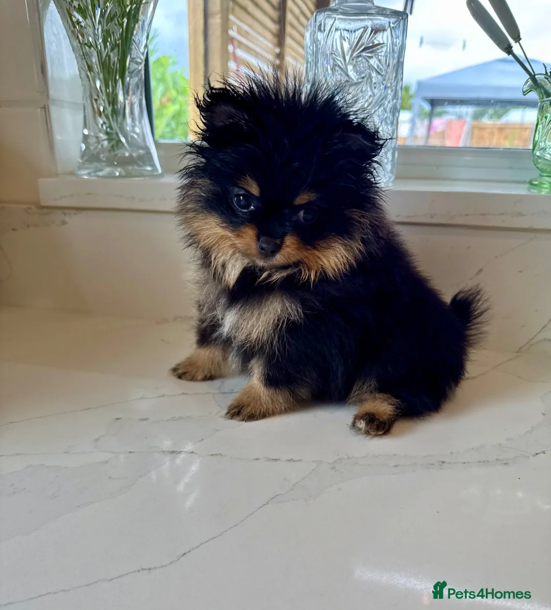 Pomeranian dogs for sale: Tiny Russian Teddy Pomeranians  - Advert 2