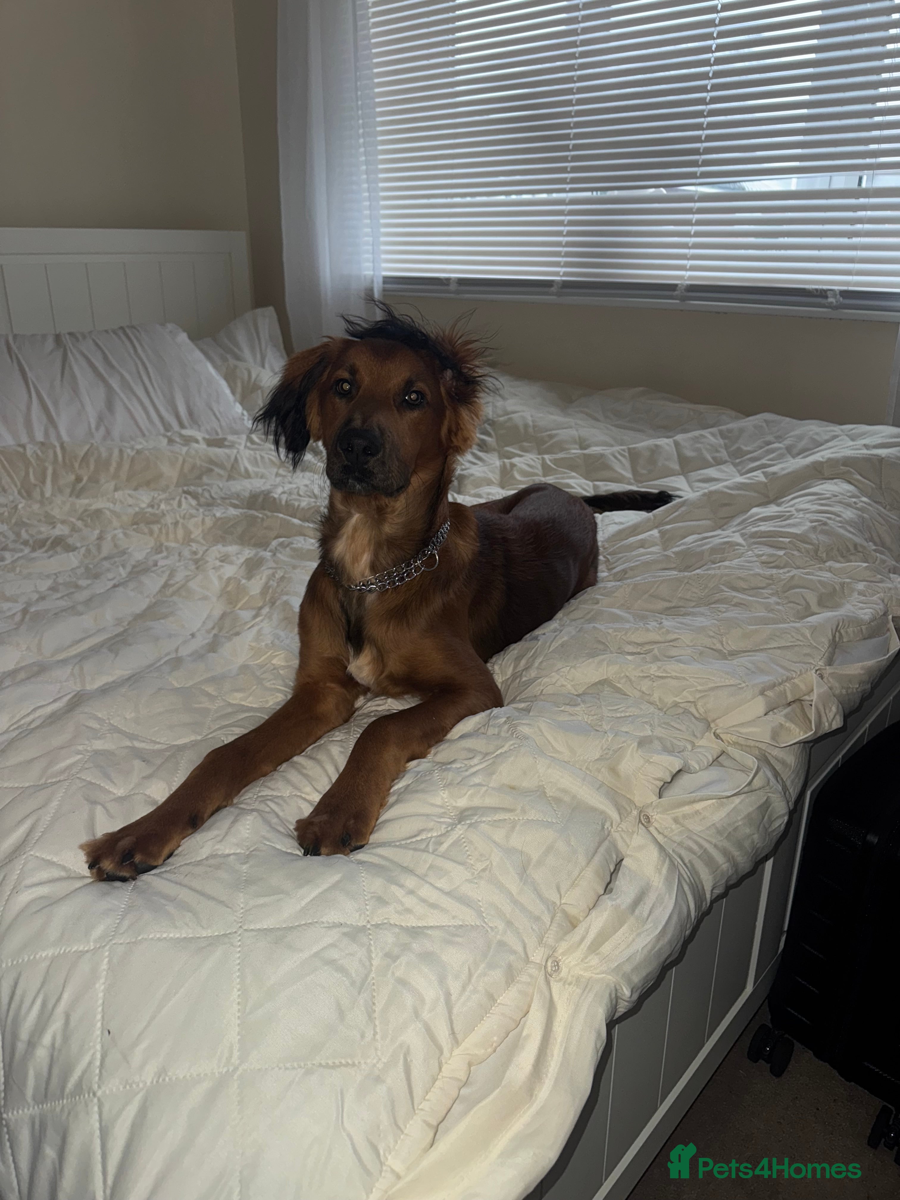 Mixed Breed dogs Male spaniel mix - Advert 7