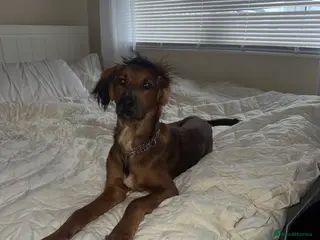 Mixed Breed dogs Male spaniel mix - Advert 7