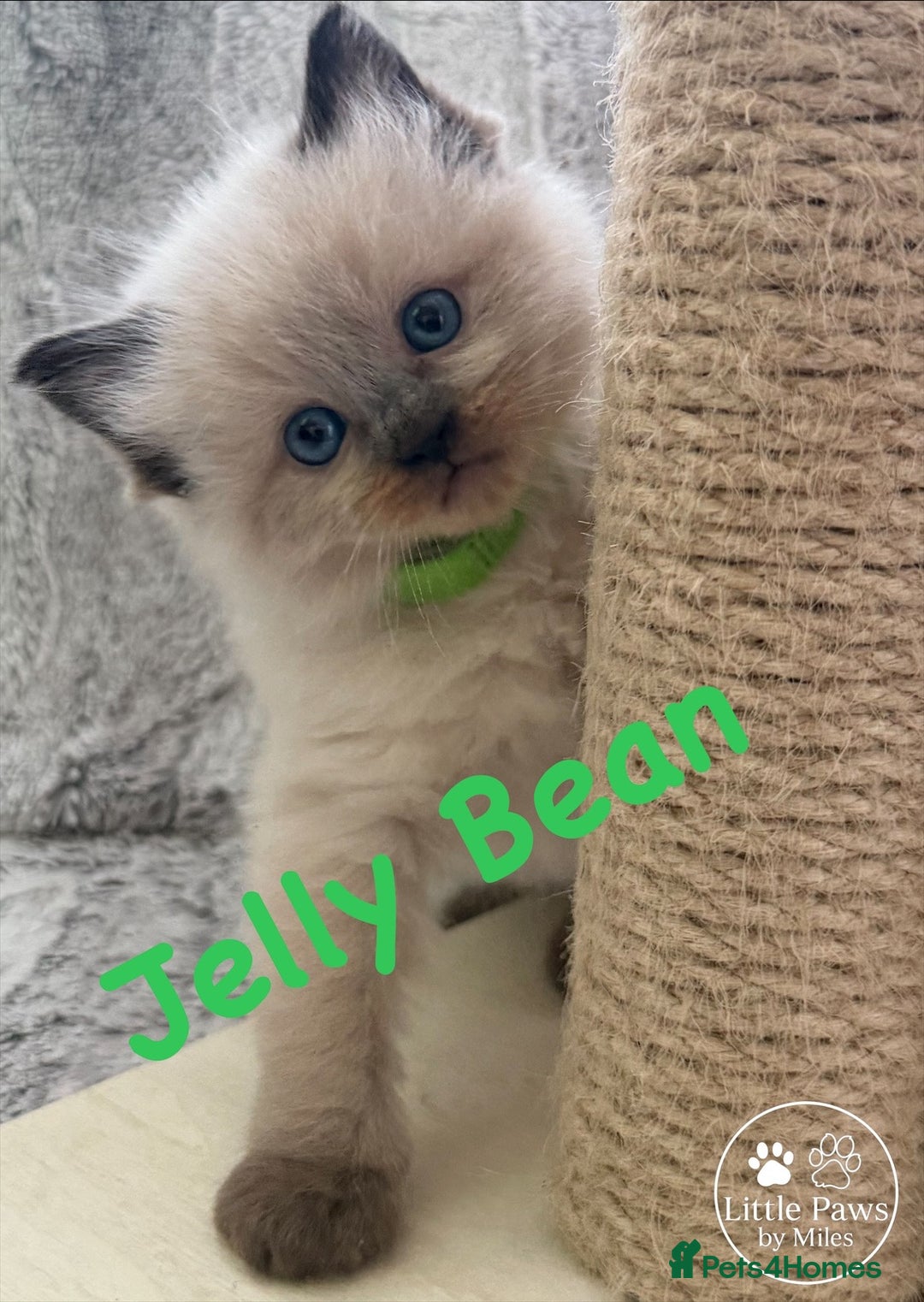 Ragdoll cats for sale: GCCF Exceptional Pedigree Ragdolls 🌸 - Advert 21