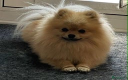Pomeranian dogs for sale: Small Pomeranian puppies  - Advert 15