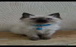 Ragdoll cats for sale: Finding new homes for 6 ragdoll kittens - Image 5