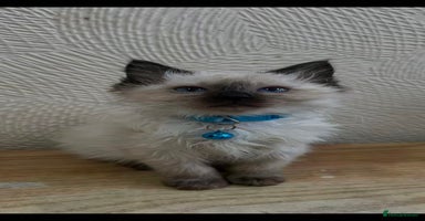 Ragdoll cats - Advert 6