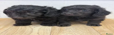Doxiepoo boy 