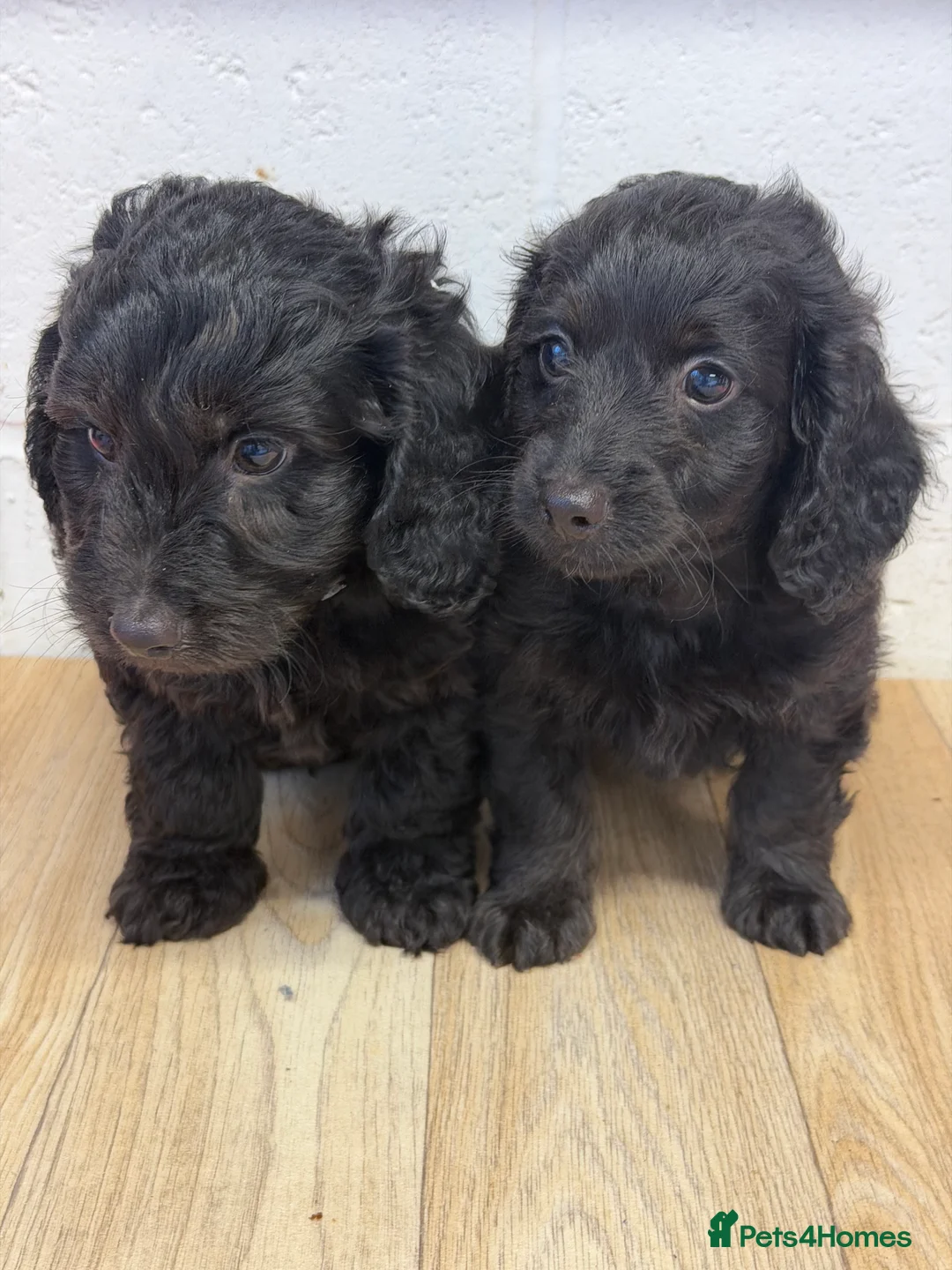 Doxiepoo dogs for sale: Daxiepoo boys  - Advert 8