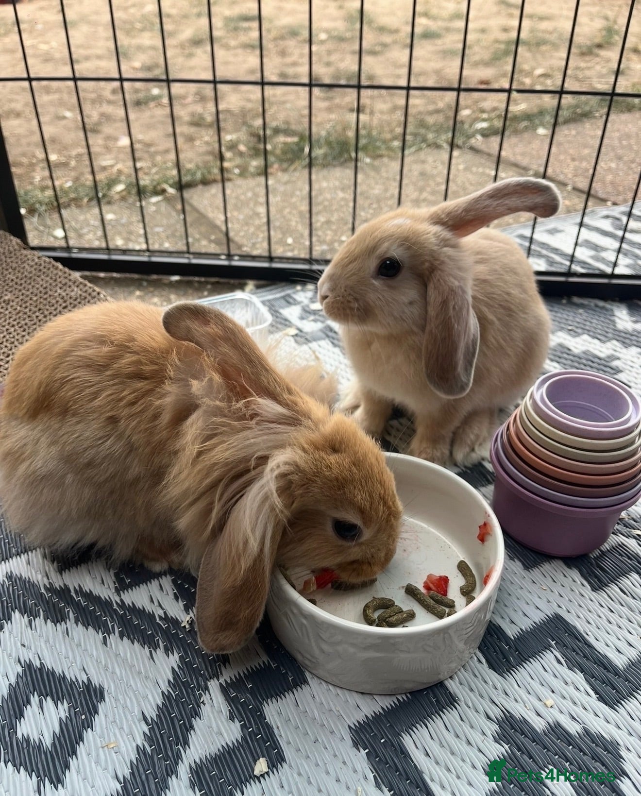 Mixed Breed rabbits femal rabbits  - Advert 12