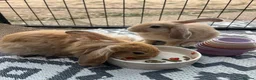 Mixed Breed rabbits for sale: femal rabbits  - Advert 1