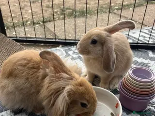 Mixed Breed rabbits femal rabbits - Advert 12