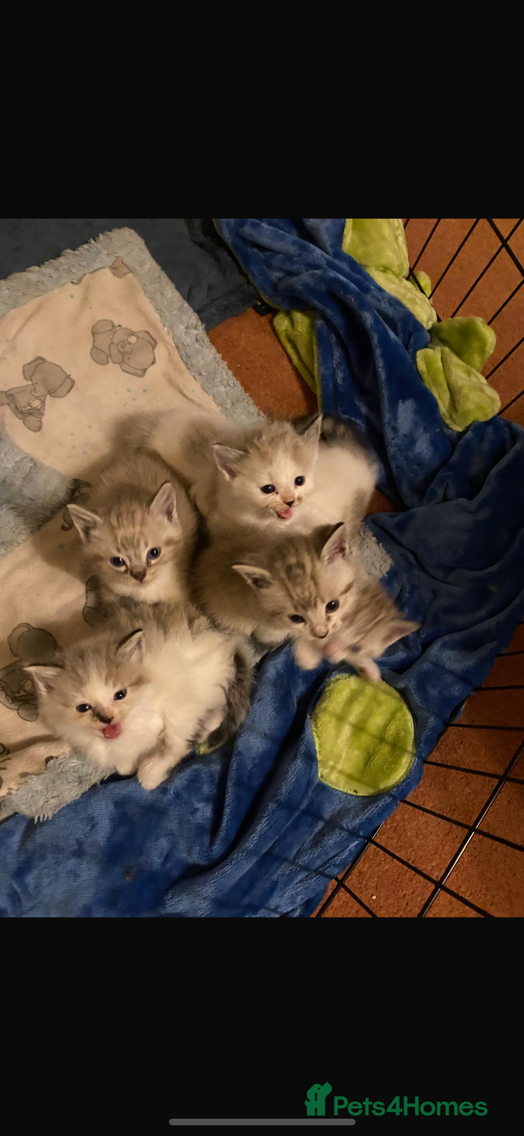 Ragdoll cats for sale: Ragdoll kittens - please read advert  - Image 1
