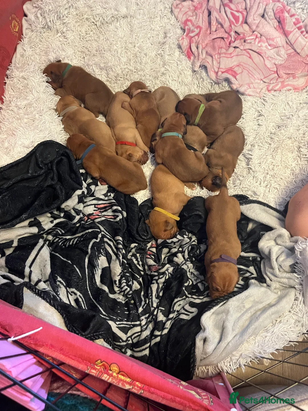 Dogue De Bordeaux dogs for sale: Dogue de Bordeaux puppies - Advert 2