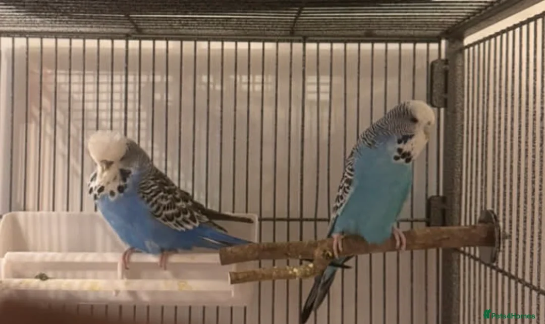 Mixed Breed birds for sale: Cockatiels and Budgies Available  in Whitehaven - Advert 2