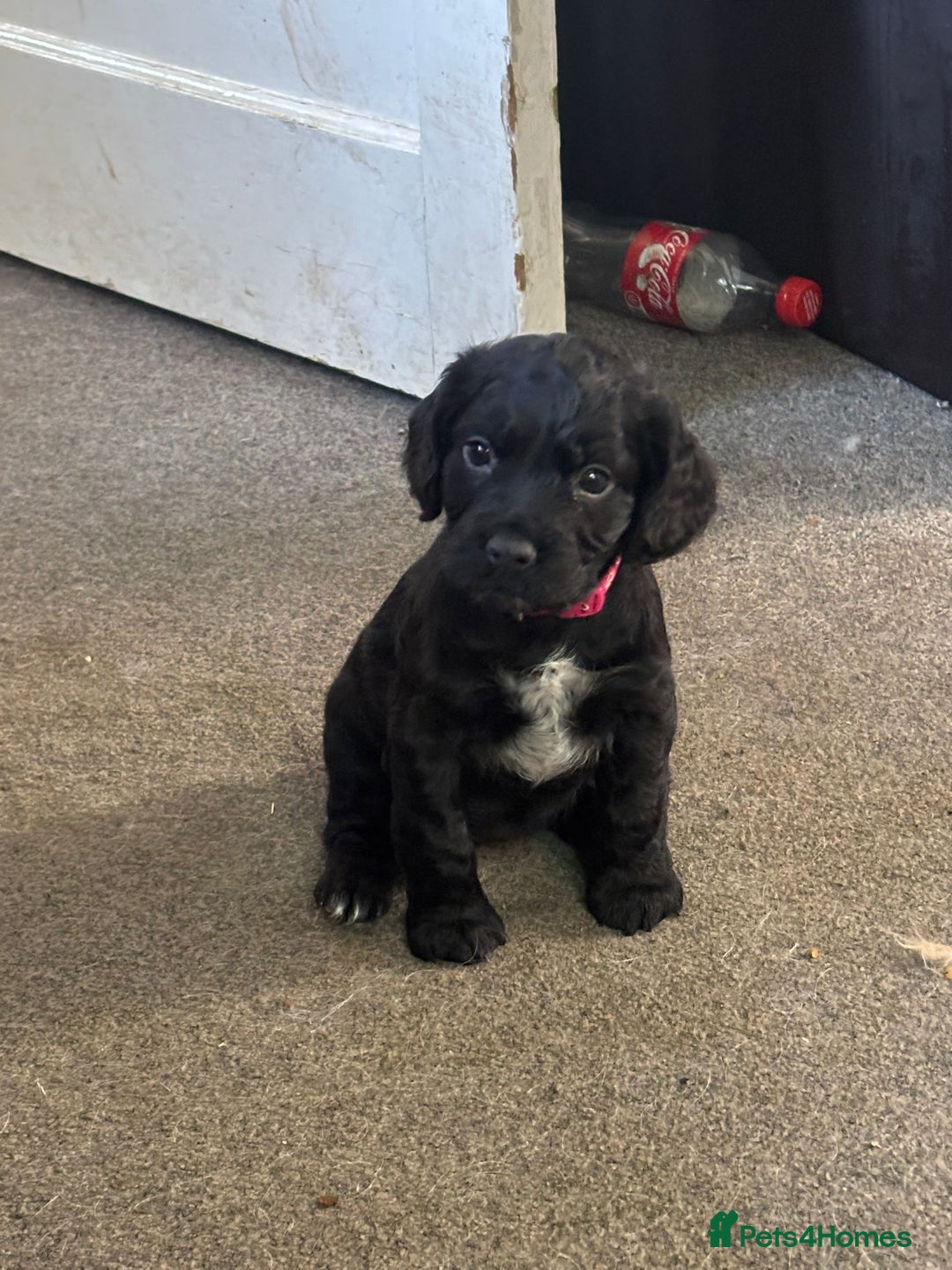 Sprocker dogs for sale: Last female sproker pup - Advert 2