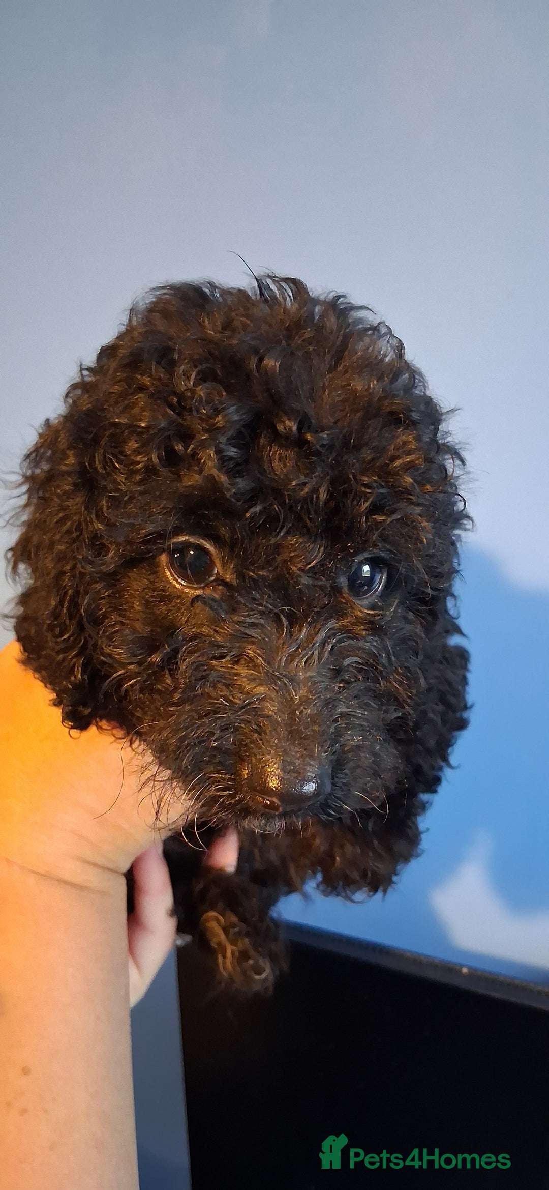 Cockapoo dogs for sale: Miniature heath tested cockapoos - Image 11