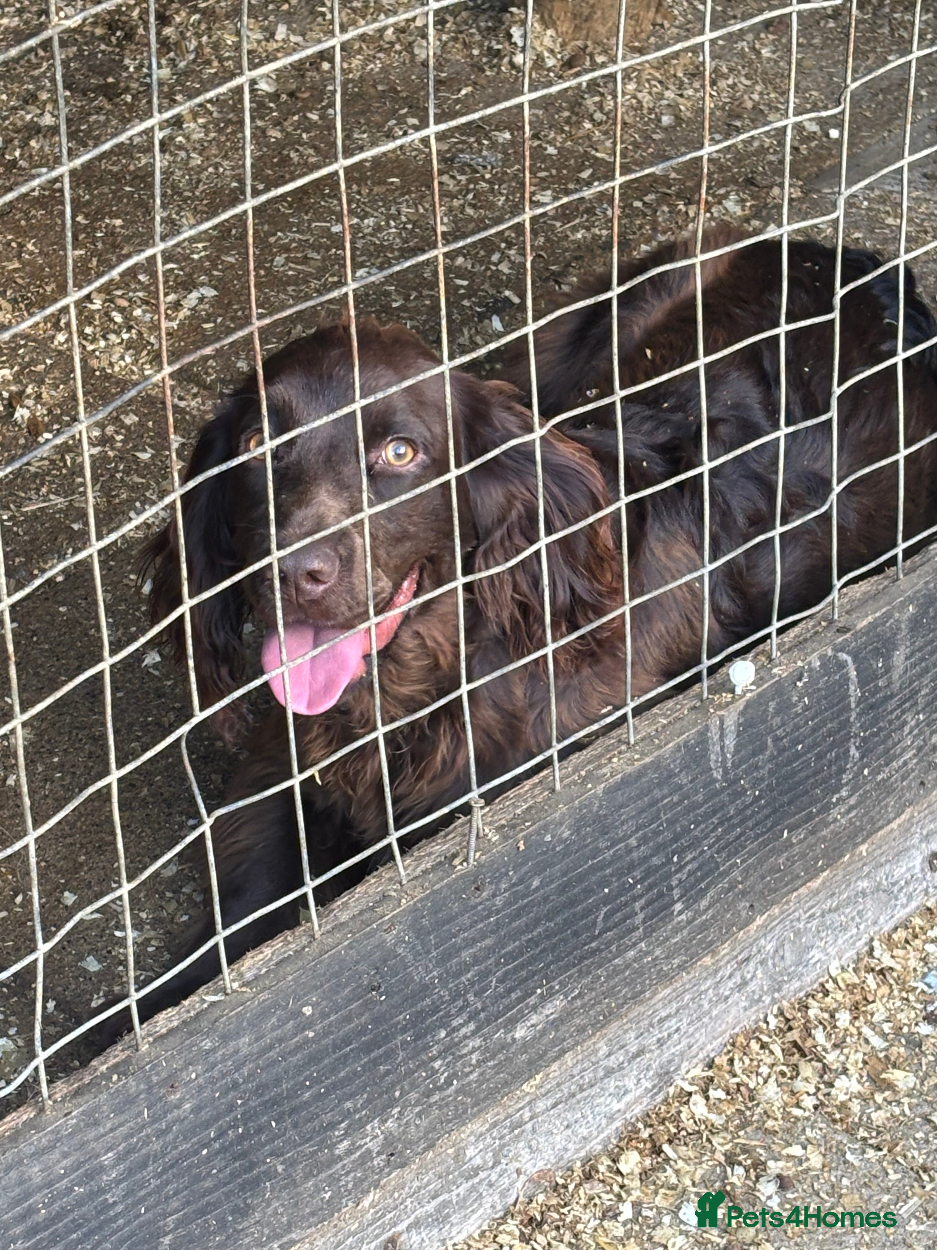 Cocker Spaniel dogs for sale: Working cocker spaniel bitch - Advert 2