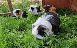 Guinea Pig rodents for sale: Male Guinea pigs, Ip3 - Image 10