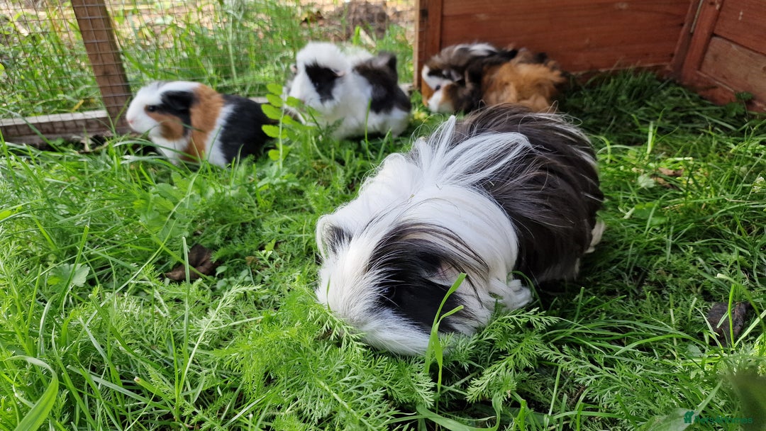 Guinea Pig rodents for sale: Male Guinea pigs, Ip3 - Image 10