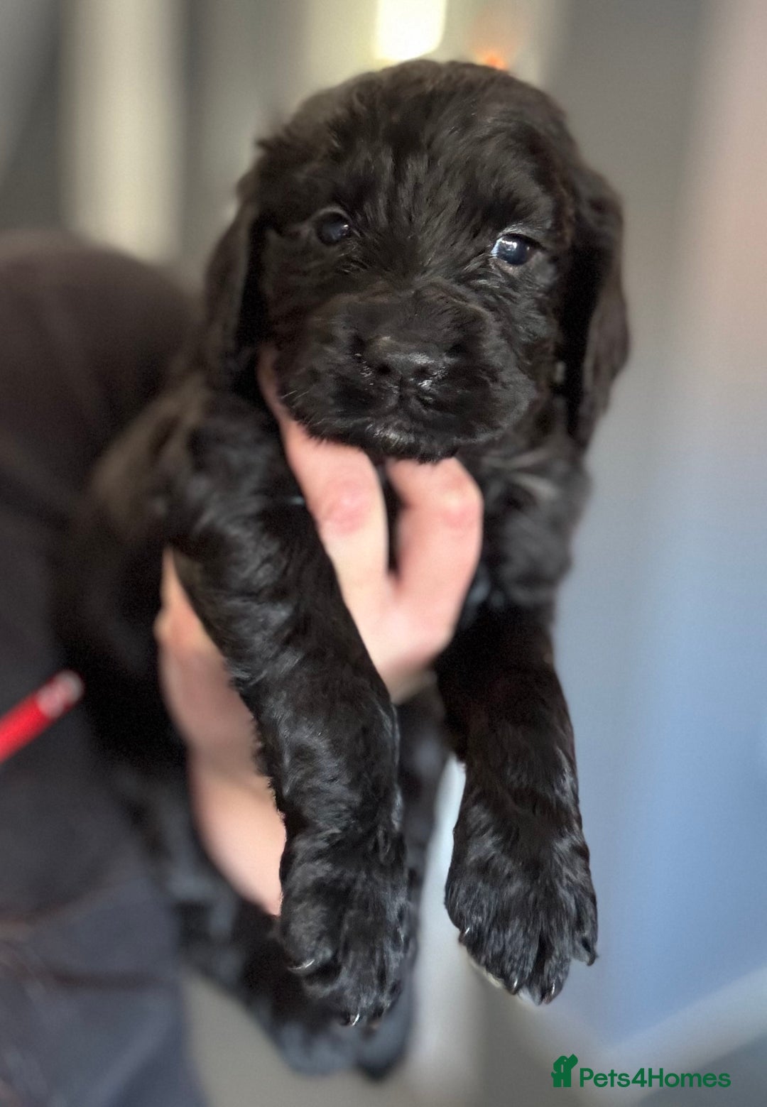 Cocker Spaniel dogs for sale: 3 Working Cocker Spaniel Dogs  - Image 6