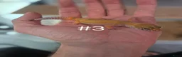 Leopard Gecko reptiles for sale: Female leopard geckos - Advert 7