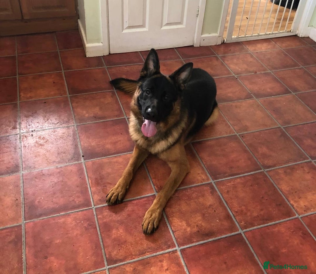 German Shepherd dogs for sale: West German German Shepherd stud dog for sale - Image 5