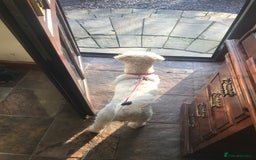 Poochon dogs for sale: Poochon puppies ready now  - Advert 1