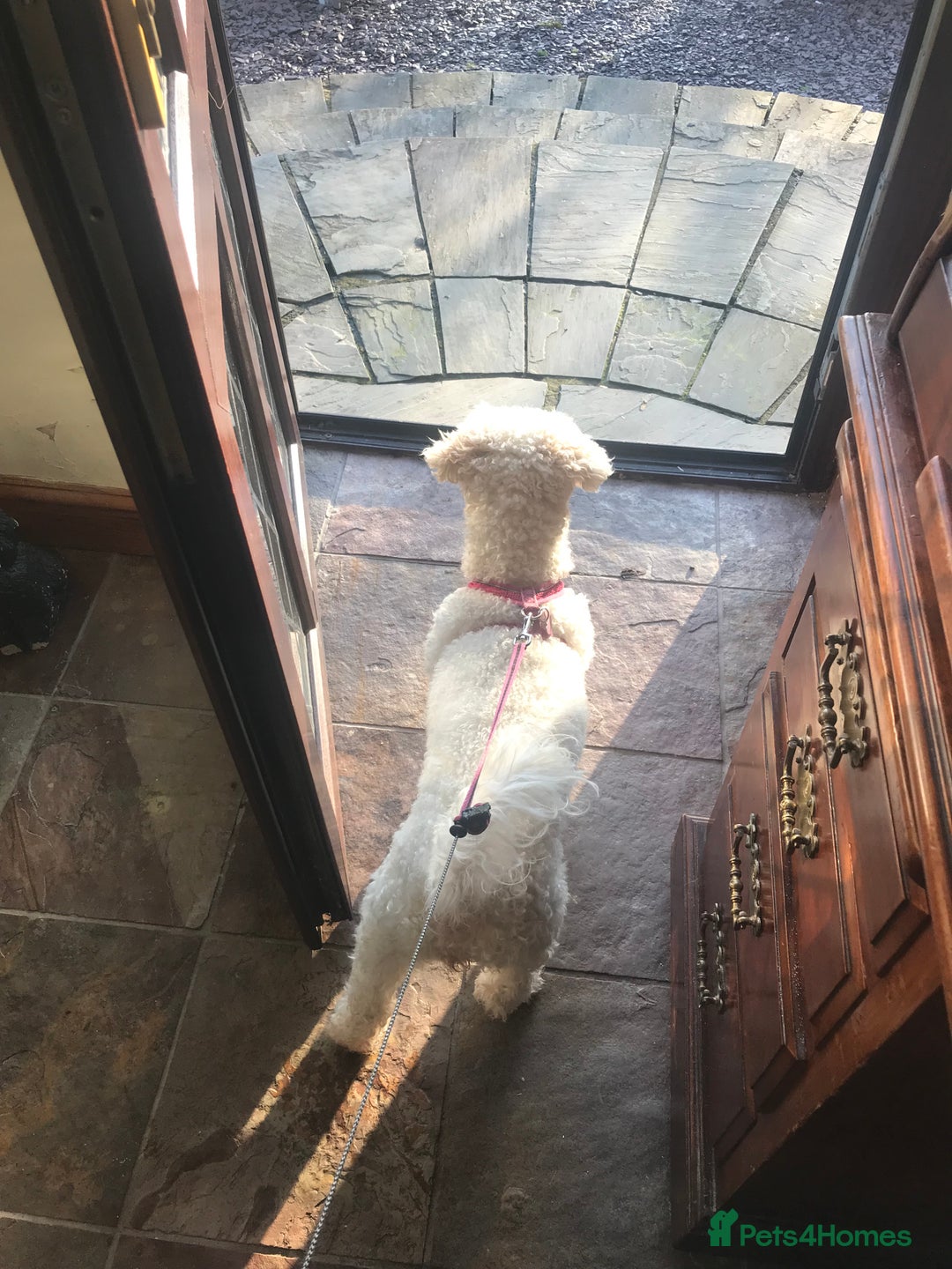 Poochon dogs for sale: Poochon puppies ready now  - Advert 1