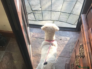 Poochon dogs Poochon puppies ready now - Advert 3