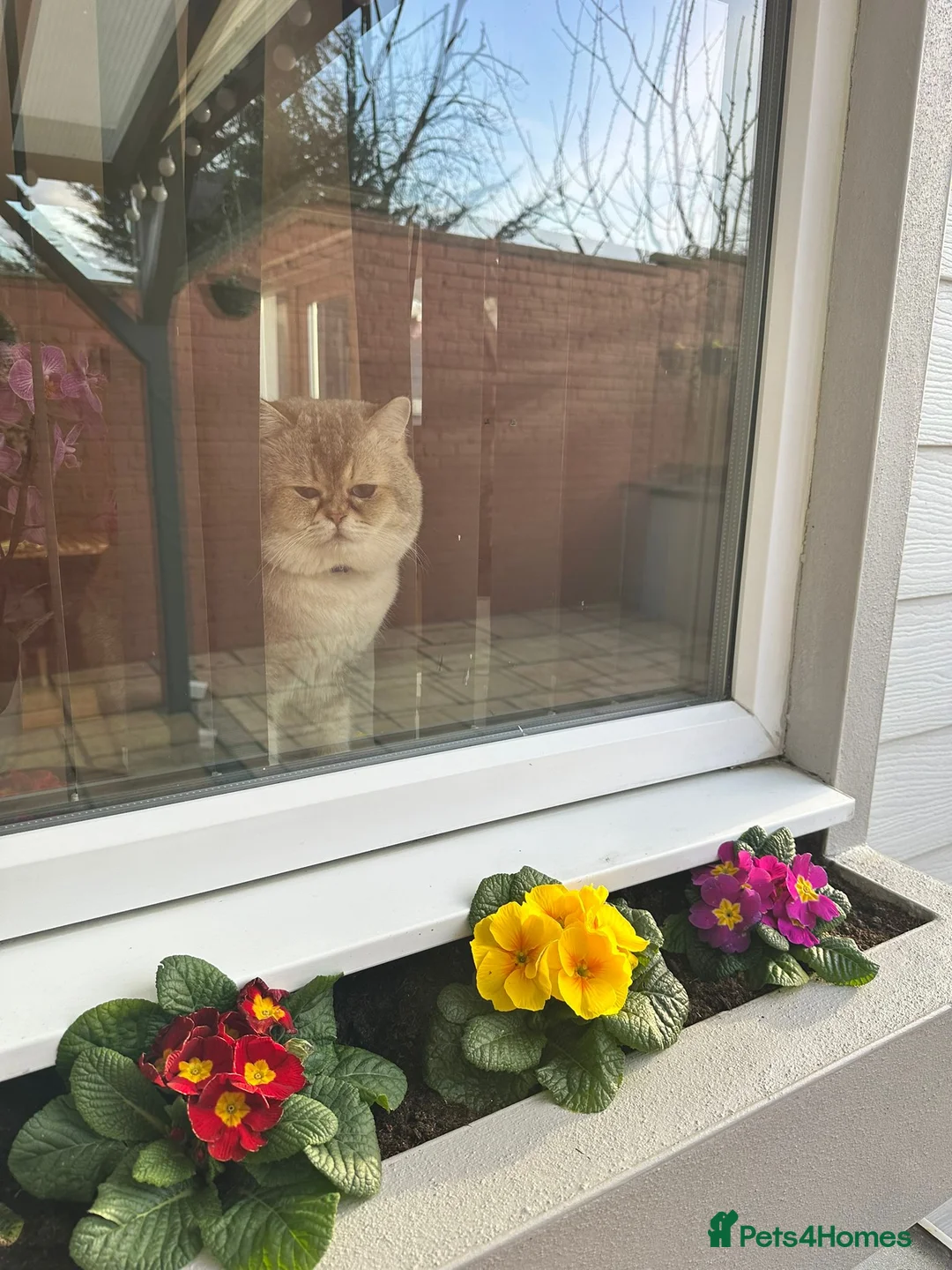 British Shorthair cats for stud: Our Teddy (proven stud) - Advert 2