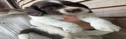 Mixed Breed dogs for sale: Sproodle puppies for sale  - Advert 25