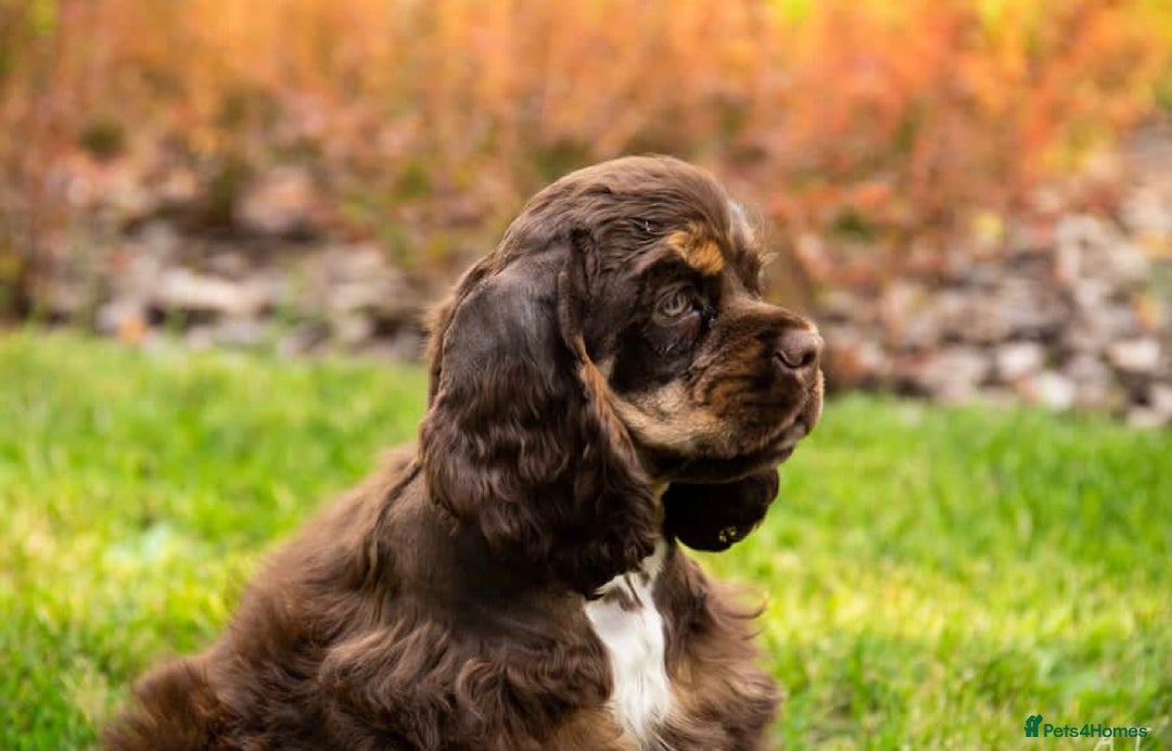 American Cocker Spaniel dogs for sale: Lovey Chocolate Tri Adult Male - Image 10