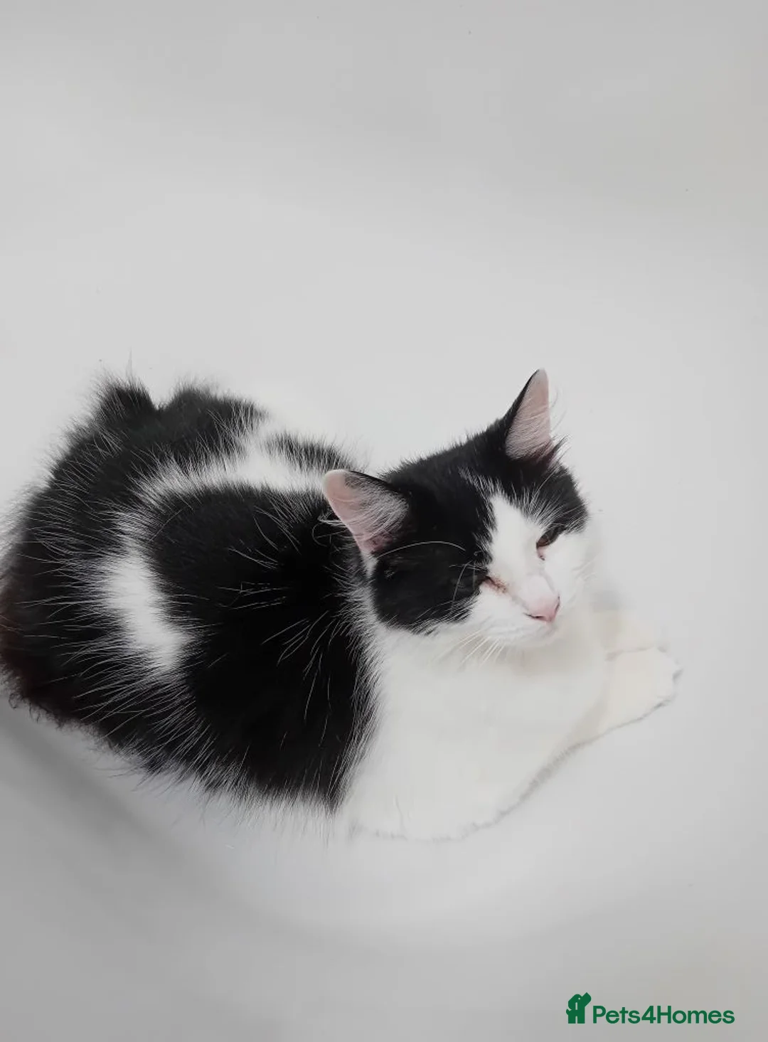 British Longhair cats for sale: 1 2 year old female domestic longhair - Advert 2