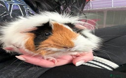 Guinea Pig rodents for sale: 2 female guinea pigs and kavee cage - Advert 1