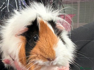 Guinea Pig rodents 2 female guinea pigs and kavee cage - Advert 1