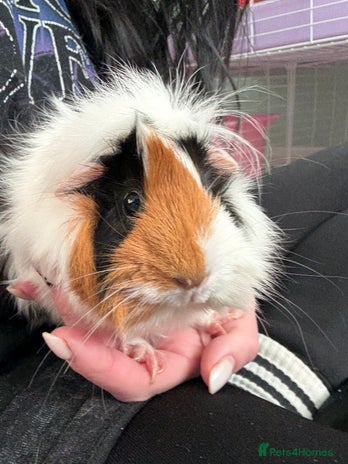 Guinea Pig rodents 2 female guinea pigs and kavee cage - Advert 1