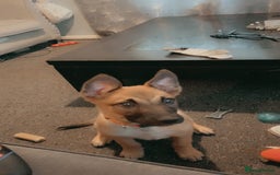 Mixed Breed dogs for sale: Belgian malinois cross border collie  - Image 6