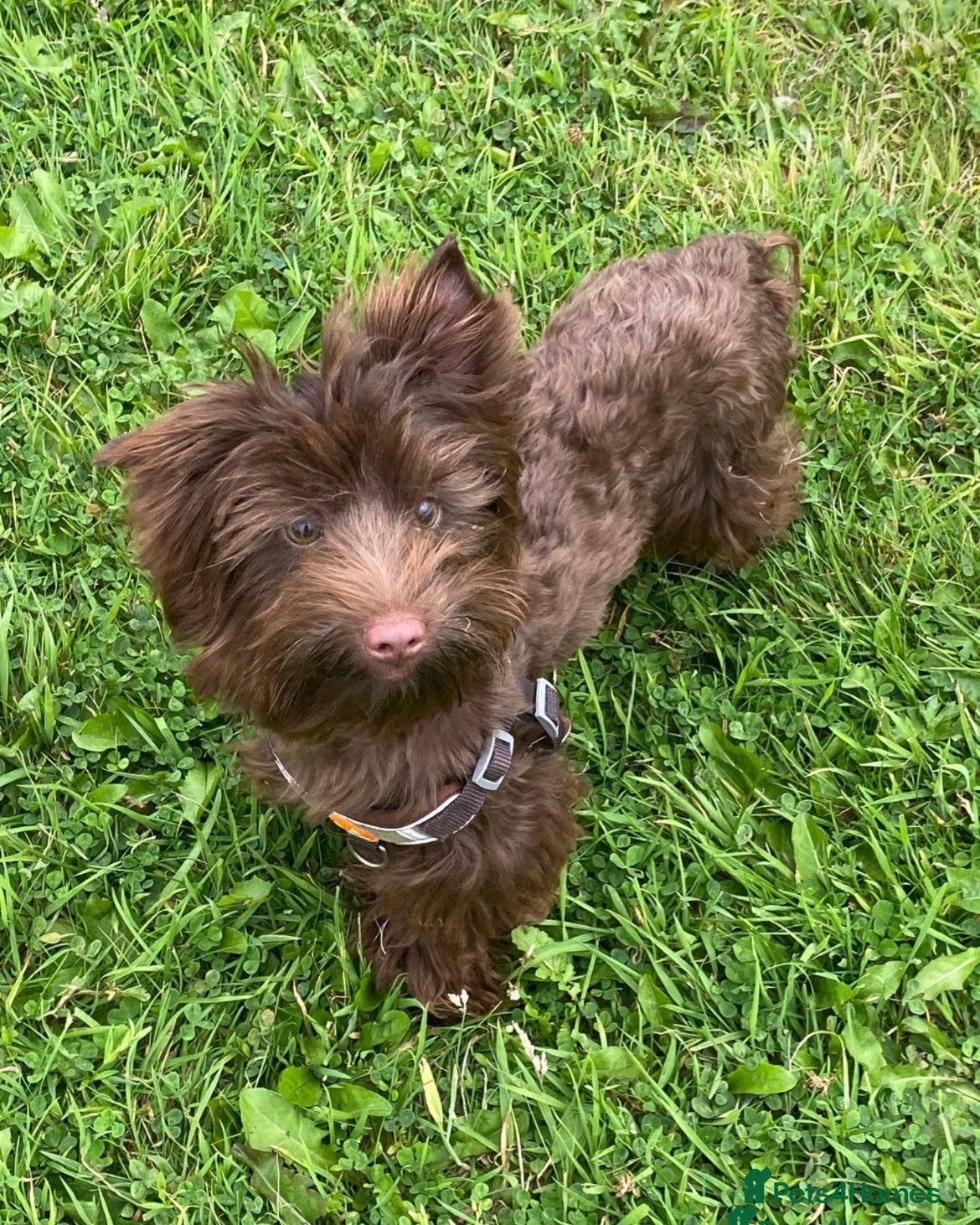 Yorkshire Terrier dogs RARE Chocolate Yorkshire Terrier - Advert 13