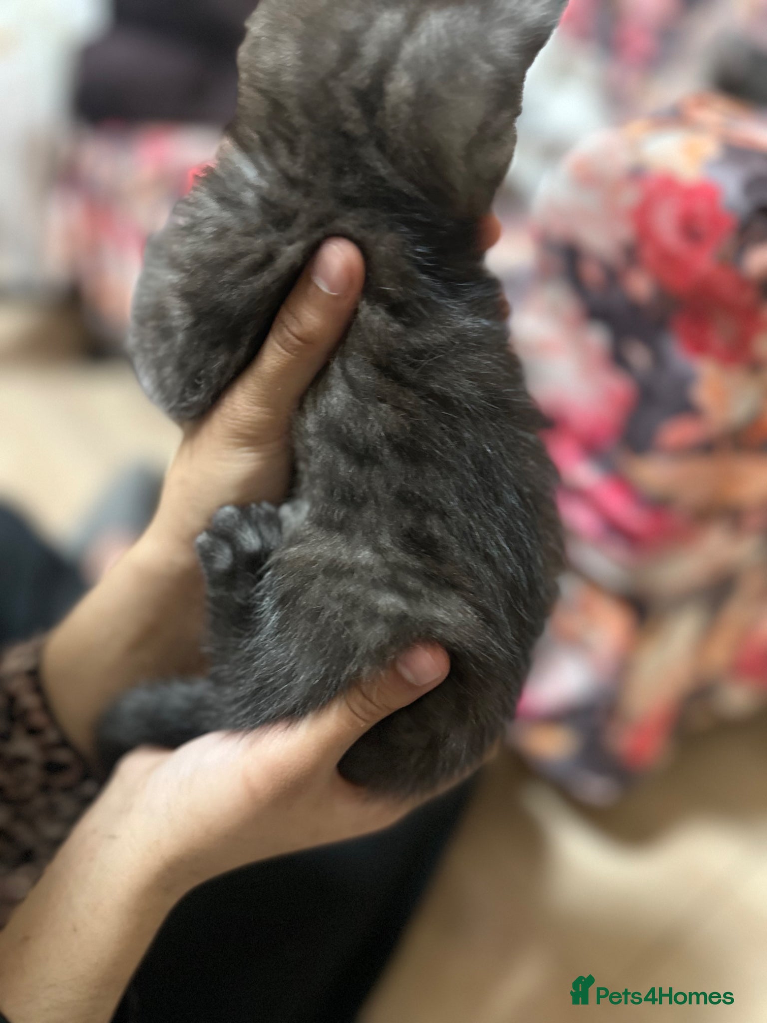 British Shorthair cats for sale: 2 remaining BSH kittens  - Advert 14