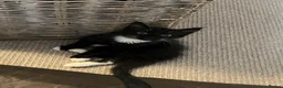 Mixed Breed cats for sale: LAST Kitten READY TO LEAVE - Advert 14